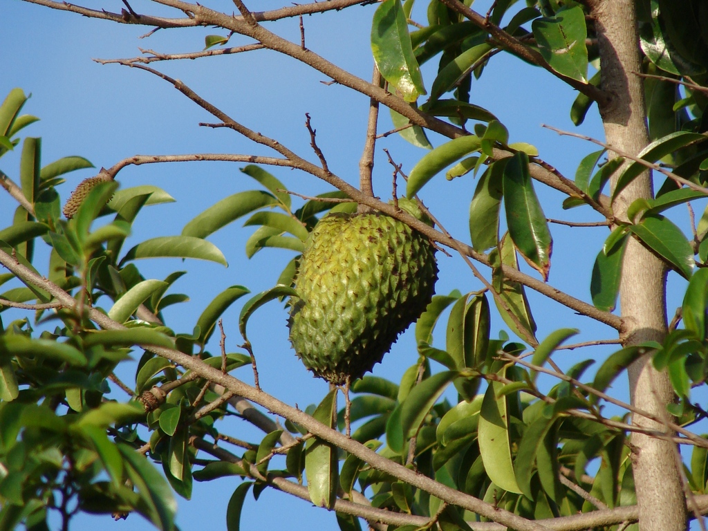 Annona muricata